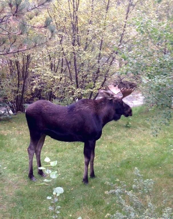 137 Fall River Road Idaho Springs, CO 80452 - Photo 15 of 20