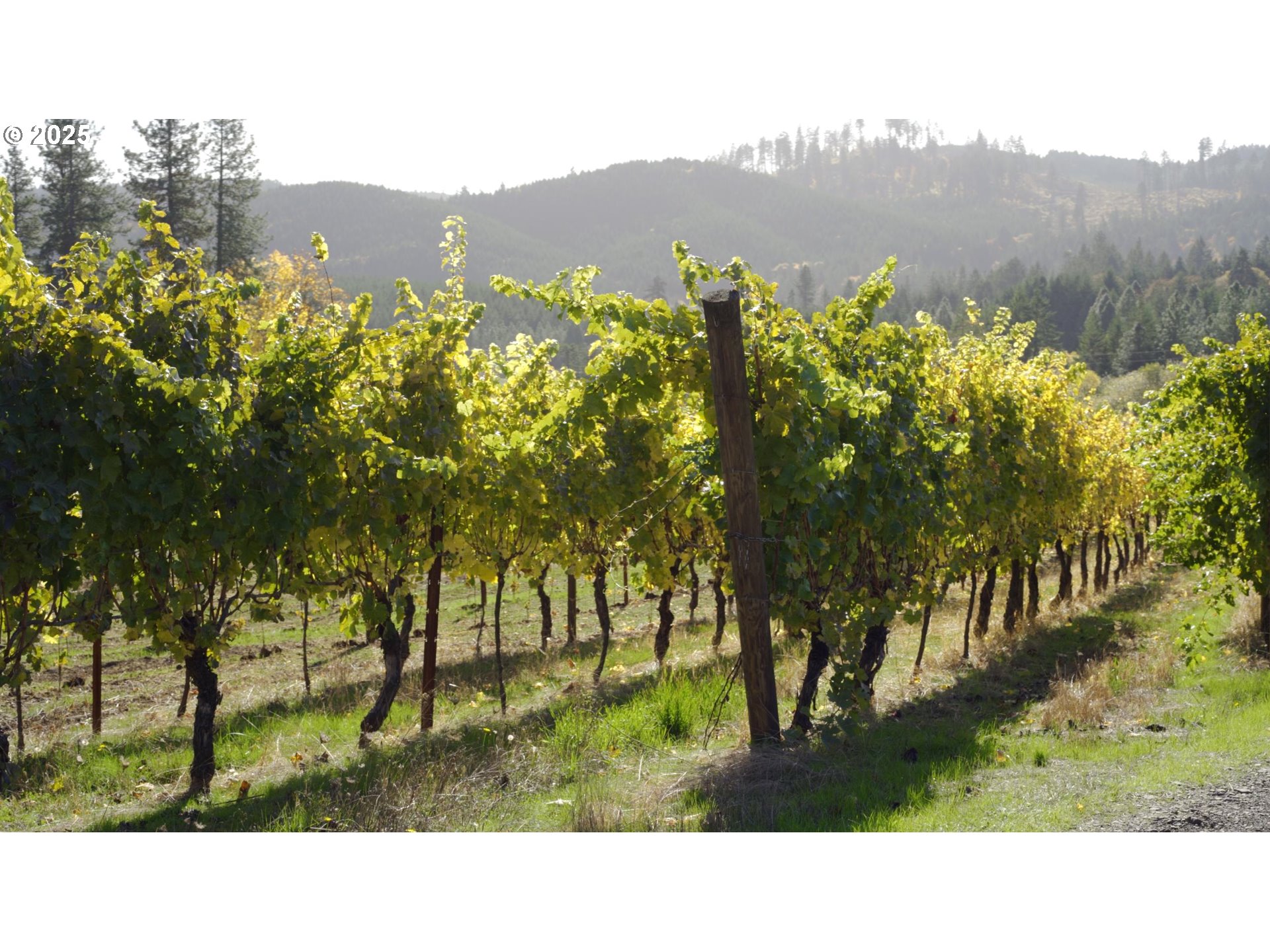 25219 High Pass Road Junction City, OR 97448 - Photo 14 of 23