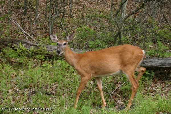 14-15 Spring Run Lane Moscow, PA 18444 - Photo 3 of 8 Deer 2