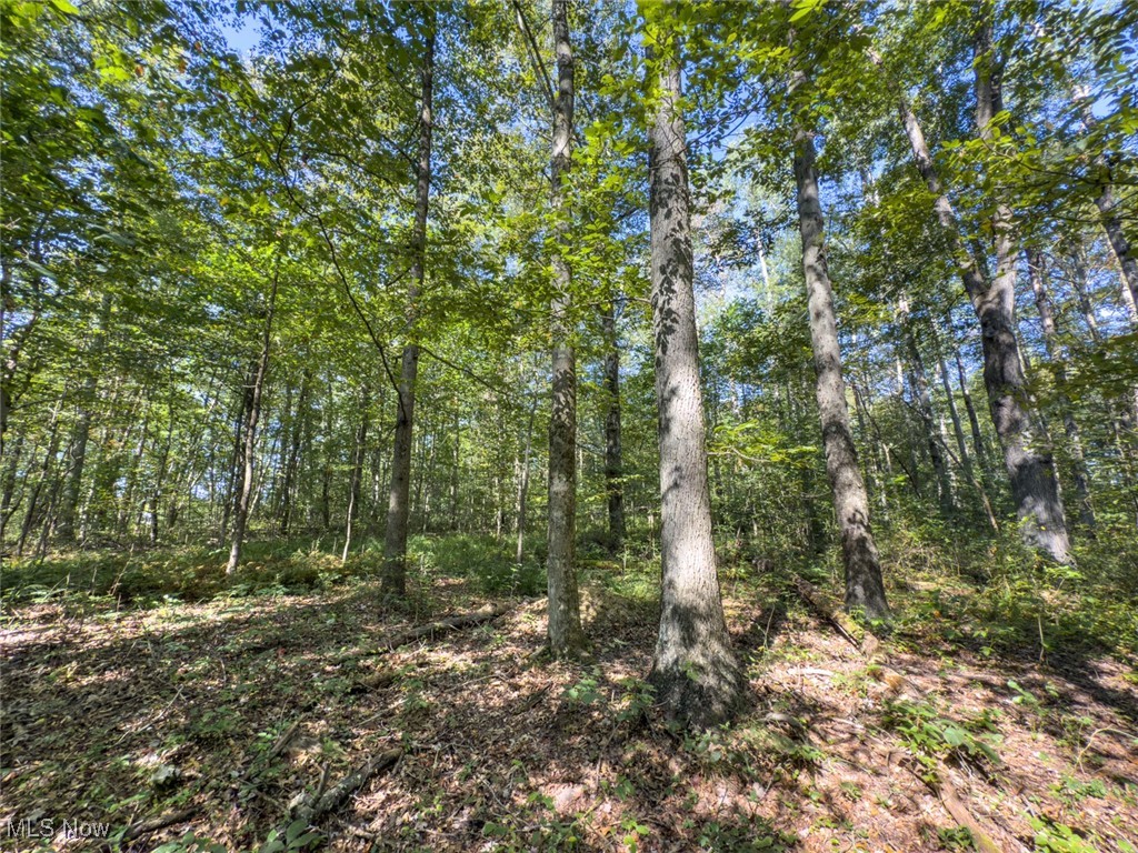 Lot 2 Shinn Road Stockport, OH 43787 - Photo 9 of 17 View of wooded area