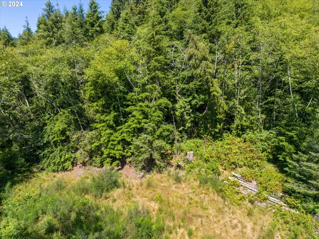 a view of a lush green forest with large trees
