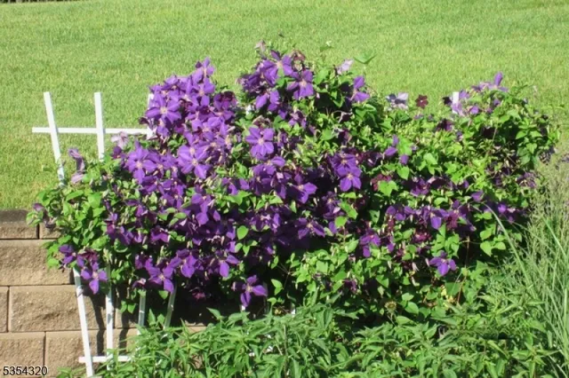 a view of a potted flower in a yard