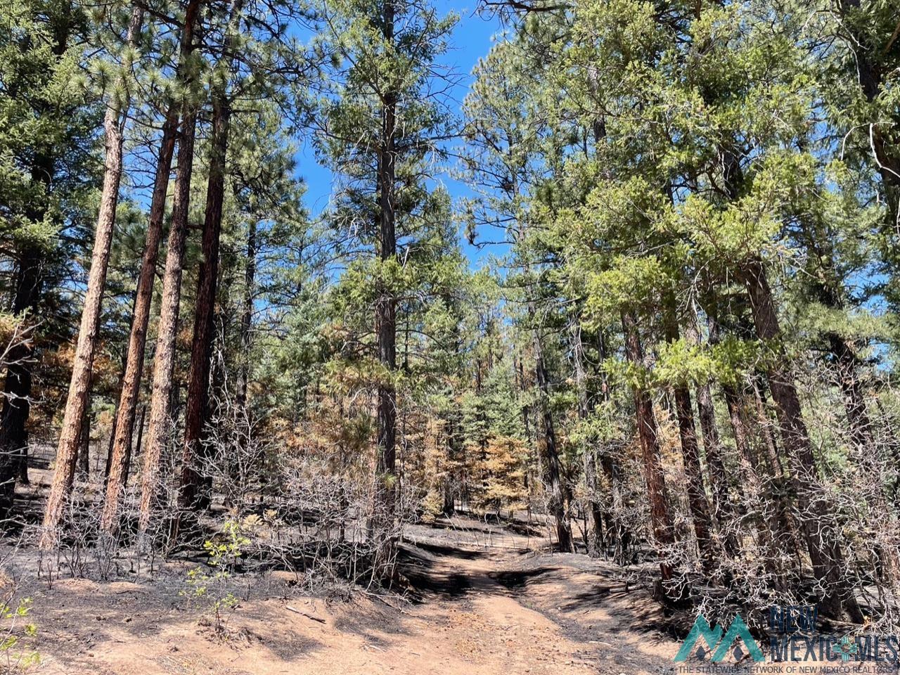 1045-ac Branch Road Mora, NM 87732 - Photo 21 of 40 Gallery Image 21