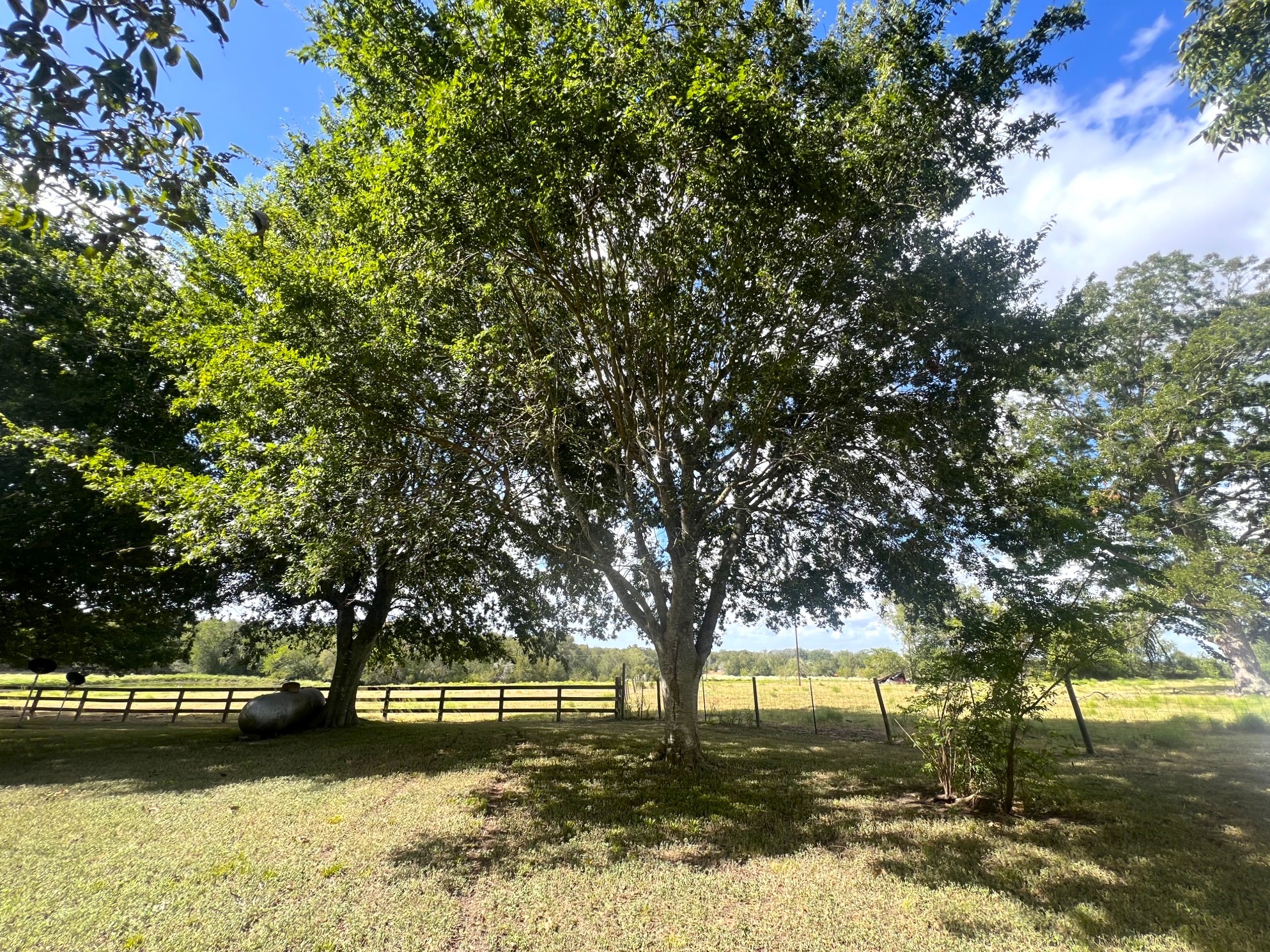 1137 Stokes Road Fayetteville, TX 78940 - Photo 24 of 24 Lovely trees