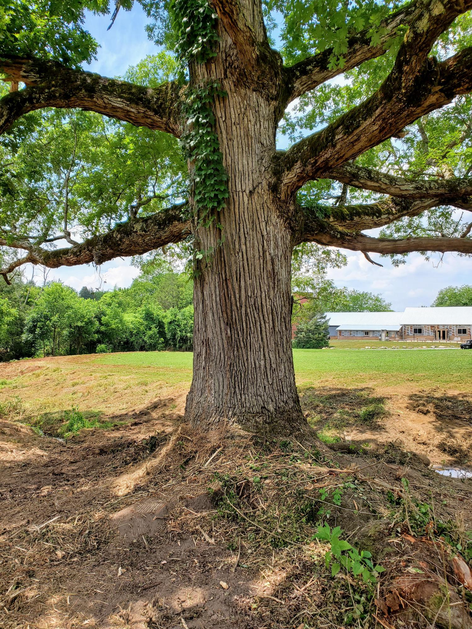 308 Marble Hill Road Greenback, TN 37742 - Photo 9 of 12 Ancient Oak on Tract 5