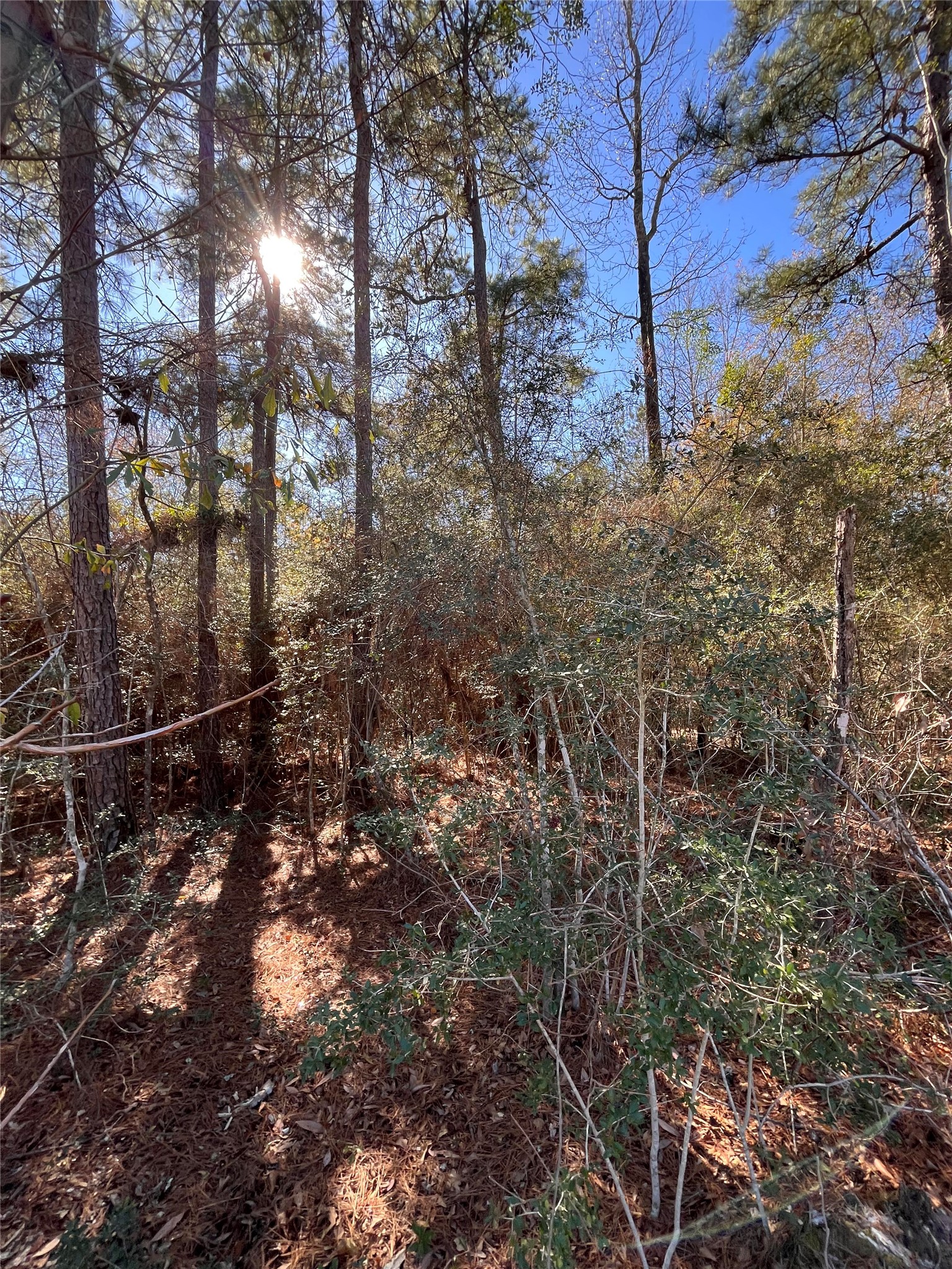 86 Coyote Run Willis, TX 77378 - Photo 13 of 23 a view of a forest with lots of trees