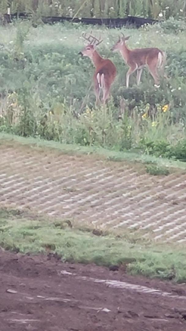 216 North Barry Road South Elgin, IL 60177 - Photo 35 of 50 a view of a lake view