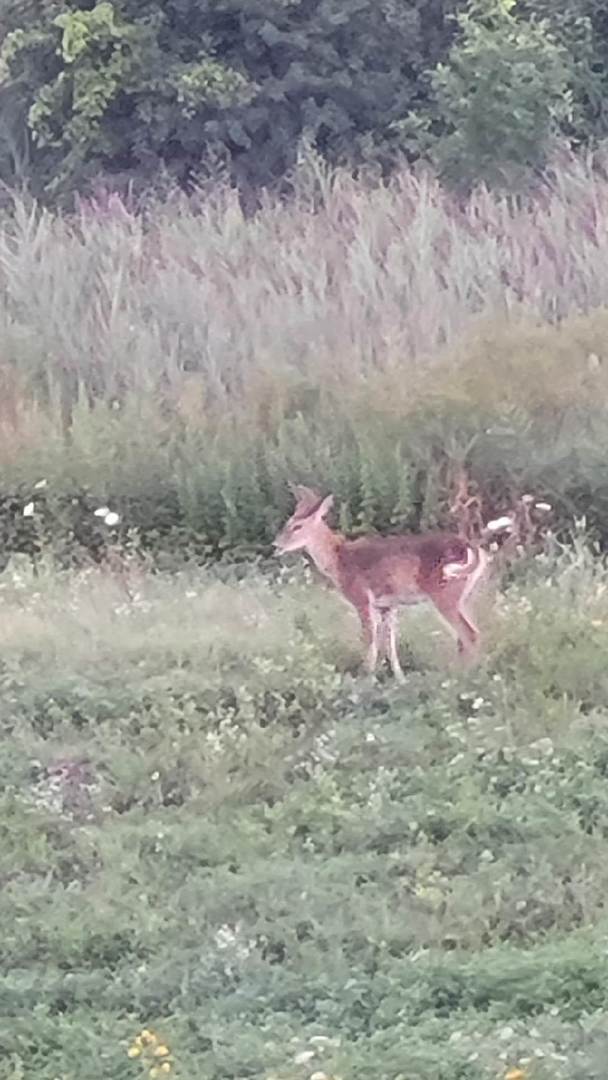 216 North Barry Road South Elgin, IL 60177 - Photo 36 of 50 a view of outdoor space with wooden floor