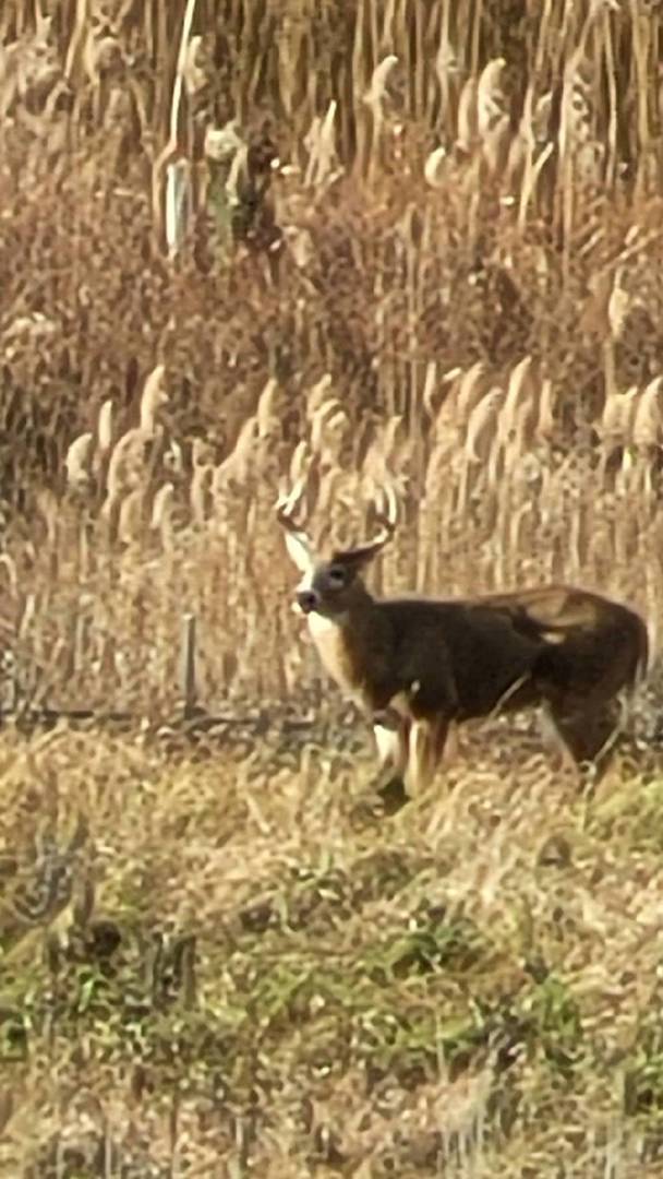 216 North Barry Road South Elgin, IL 60177 - Photo 37 of 50 a view of swimming pool with an outdoor space