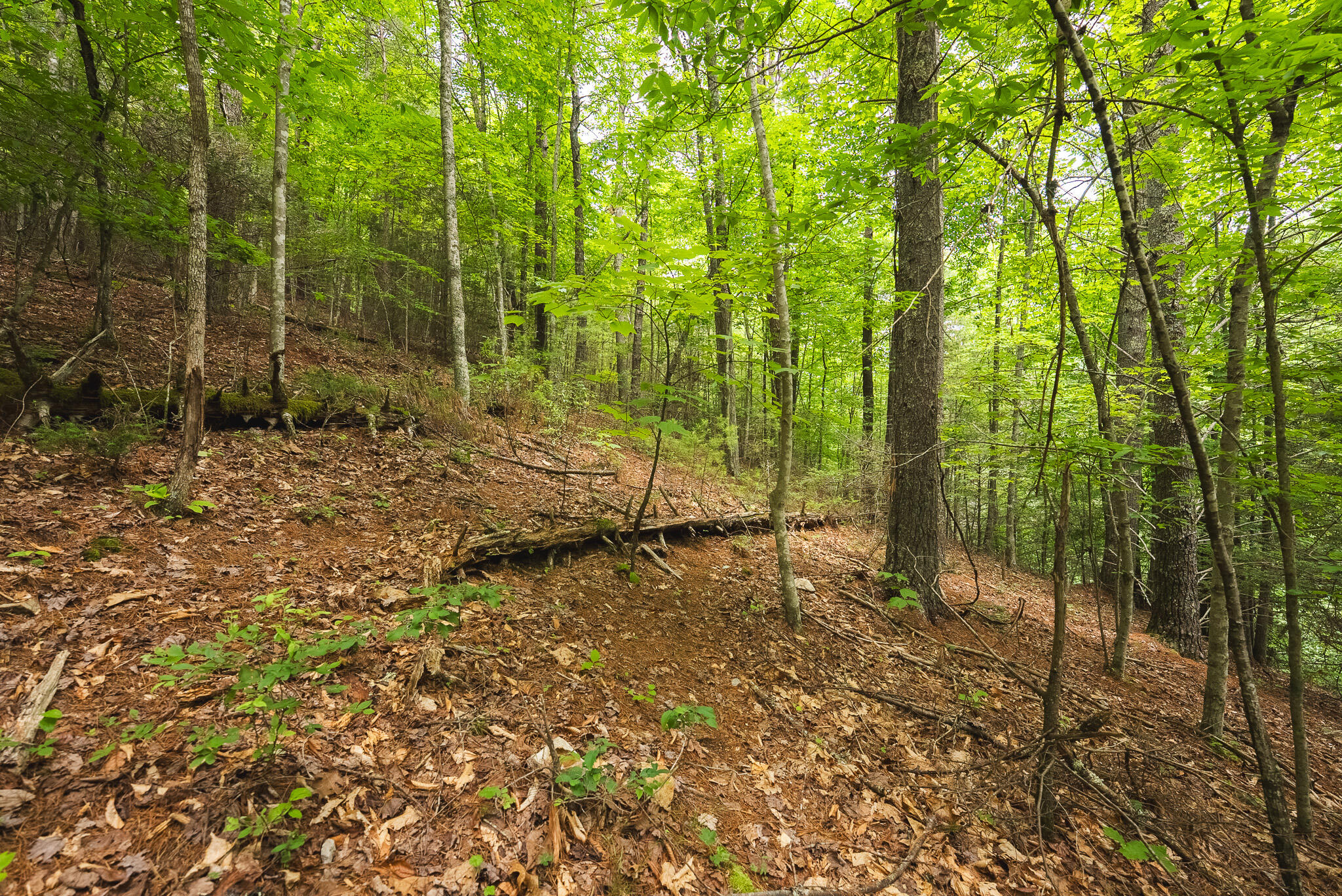 Tbd Macks Mountain Road Northwest Indian Valley, VA 24105 - Photo 38 of 45 DSC01626