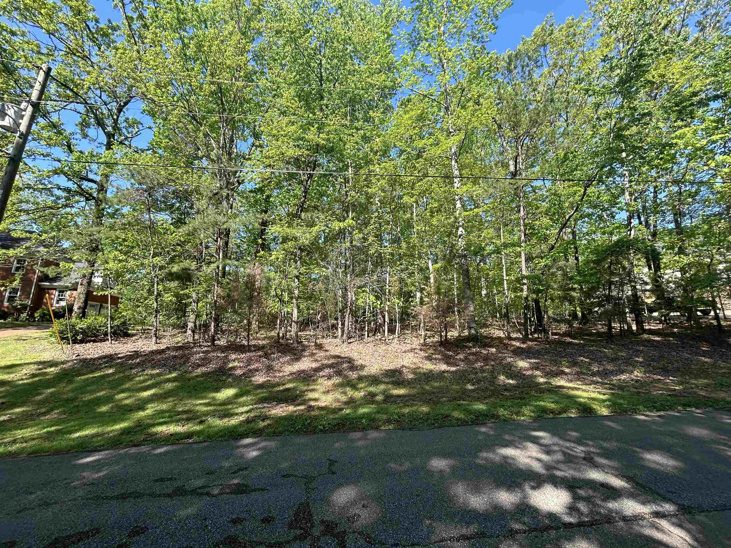 a view of a tree in a yard