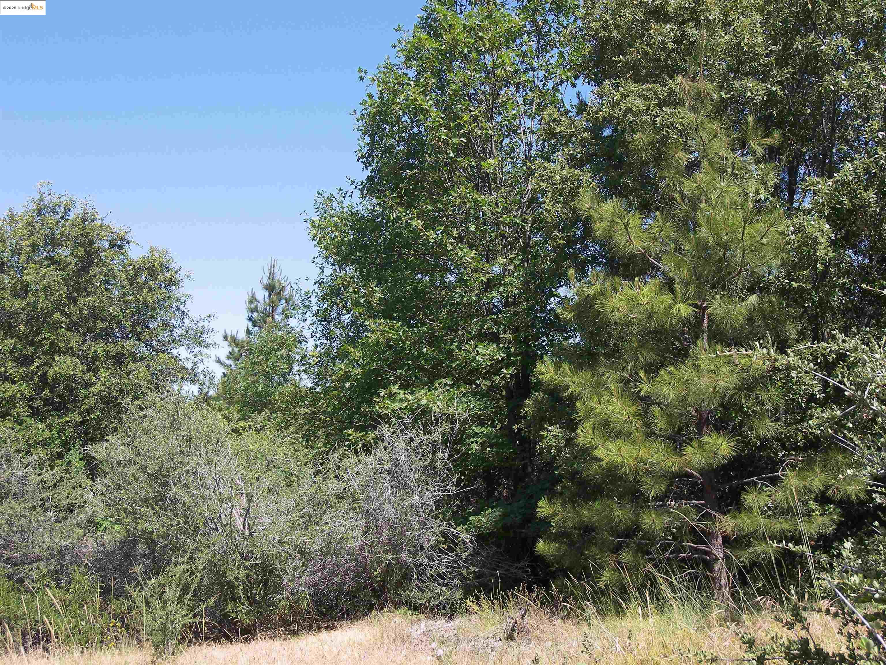 19290 Yosemite Springs Road Groveland, CA 95321 - Photo 2 of 18 a view of a forest with a tree