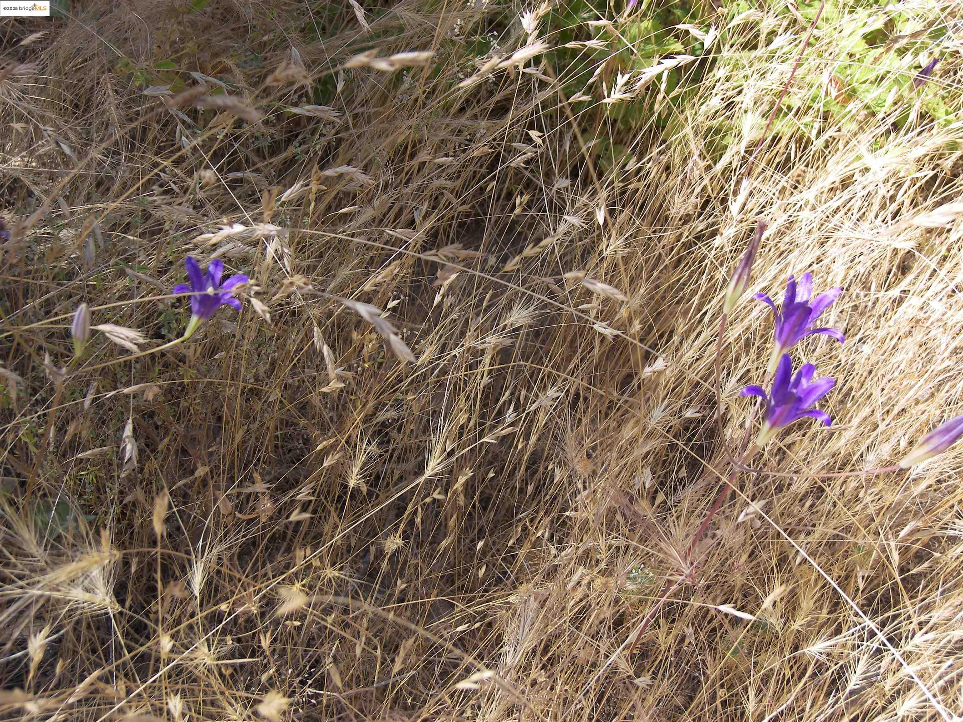 19290 Yosemite Springs Road Groveland, CA 95321 - Photo 6 of 18