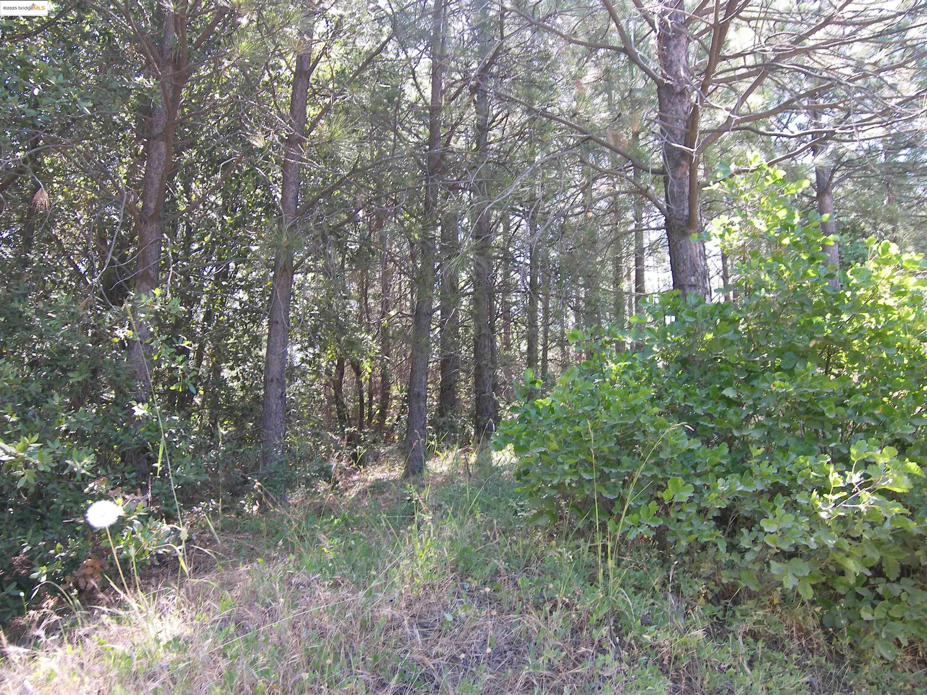 19290 Yosemite Springs Road Groveland, CA 95321 - Photo 8 of 18 a view of forest