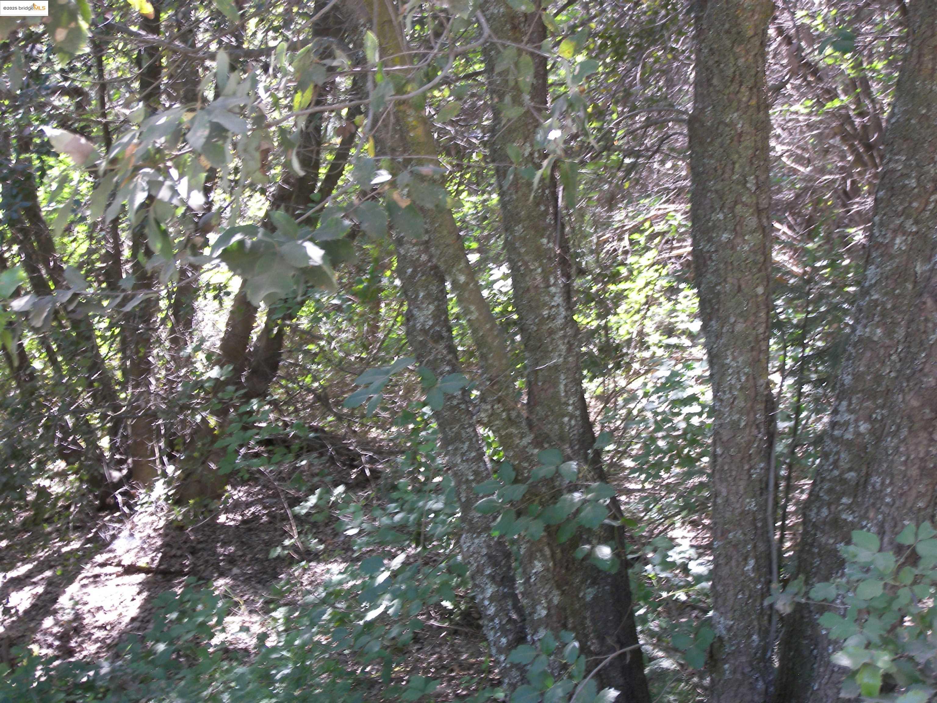 19290 Yosemite Springs Road Groveland, CA 95321 - Photo 9 of 18 a picture of tree