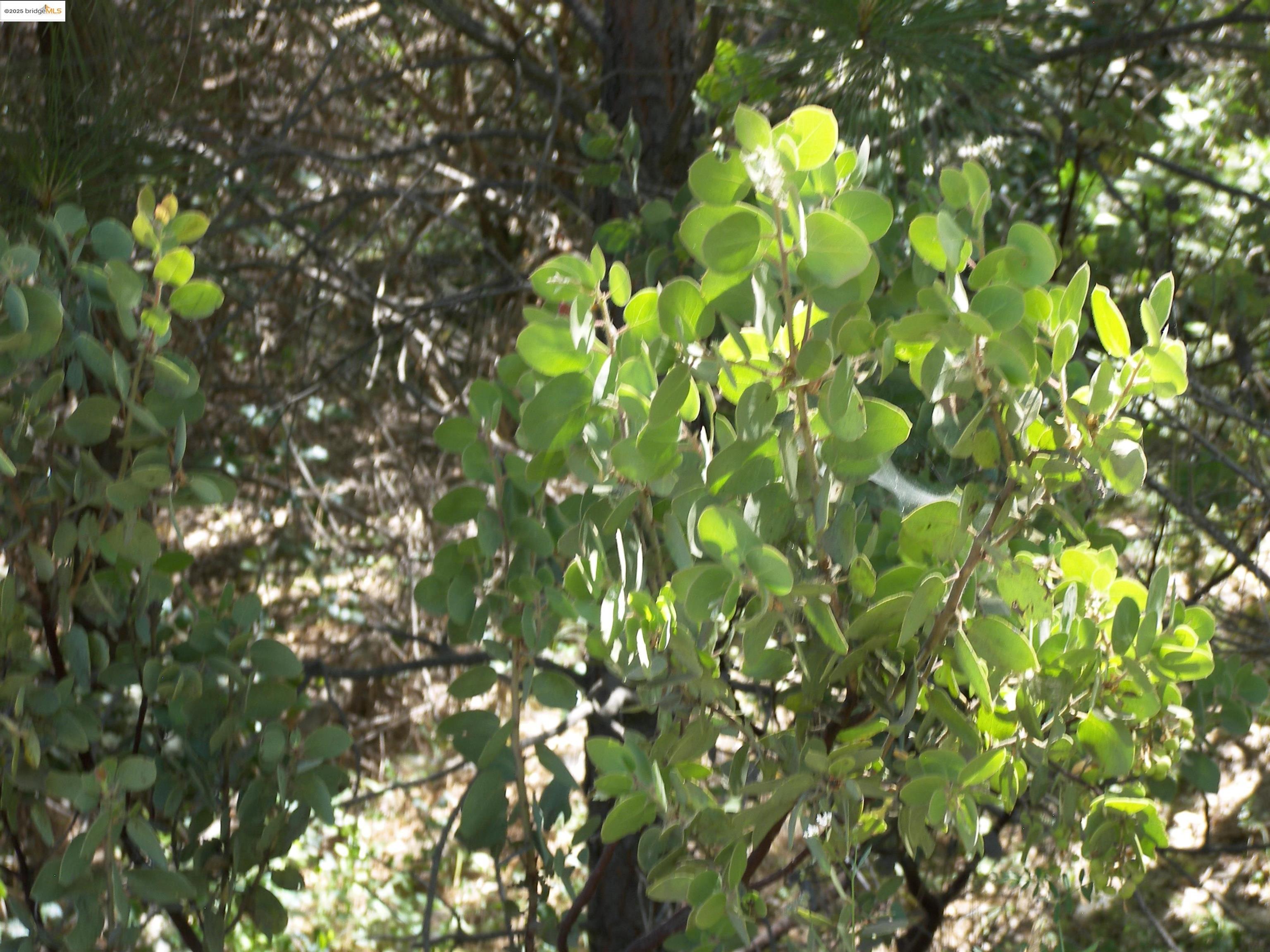 19290 Yosemite Springs Road Groveland, CA 95321 - Photo 10 of 18 a backyard of a house