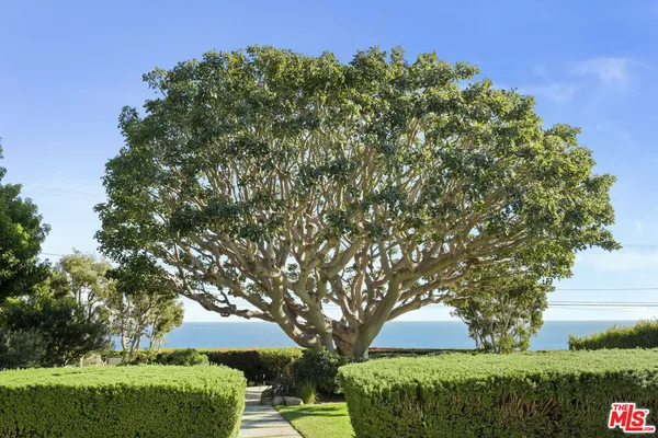 a view of a large garden with plants and large trees