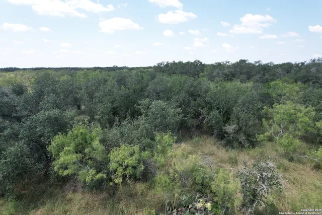 a view of a forest with a street