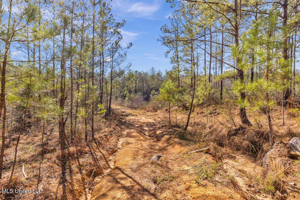 Scott Road Lucedale, MS 39452 - Photo 13 of 30 1000037743