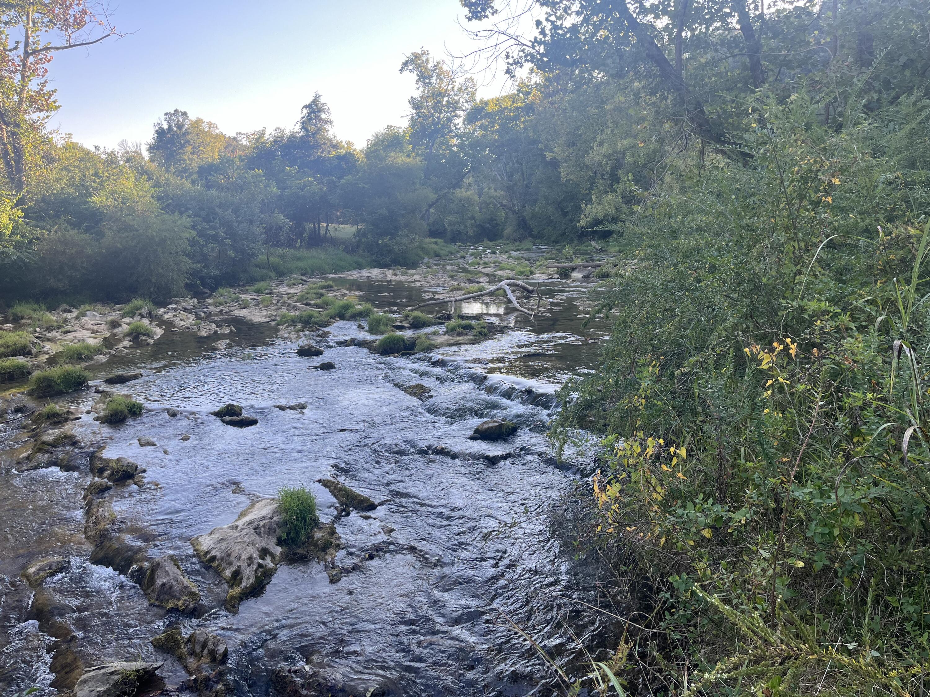 229 Mt Joy Road Buchanan, VA 24066 - Photo 10 of 11 a view of a dry forest with trees