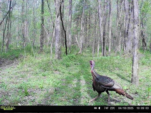 0 Ashby Road Centertown, KY 42328 - Photo 28 of 28 Gallery Image 28