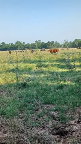 $82,500 | 1301 Harding Street, Wichita Falls, TX 76301