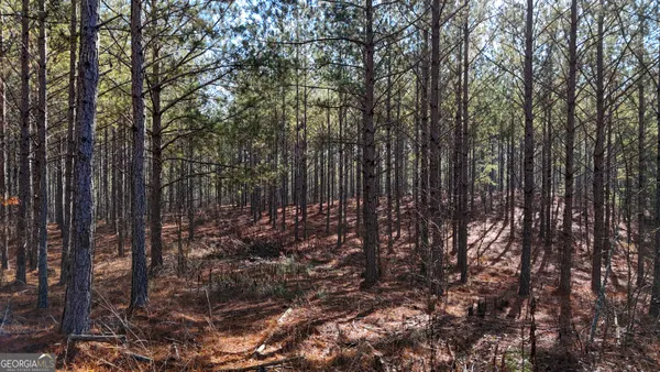 a view of a forest with trees in the background
