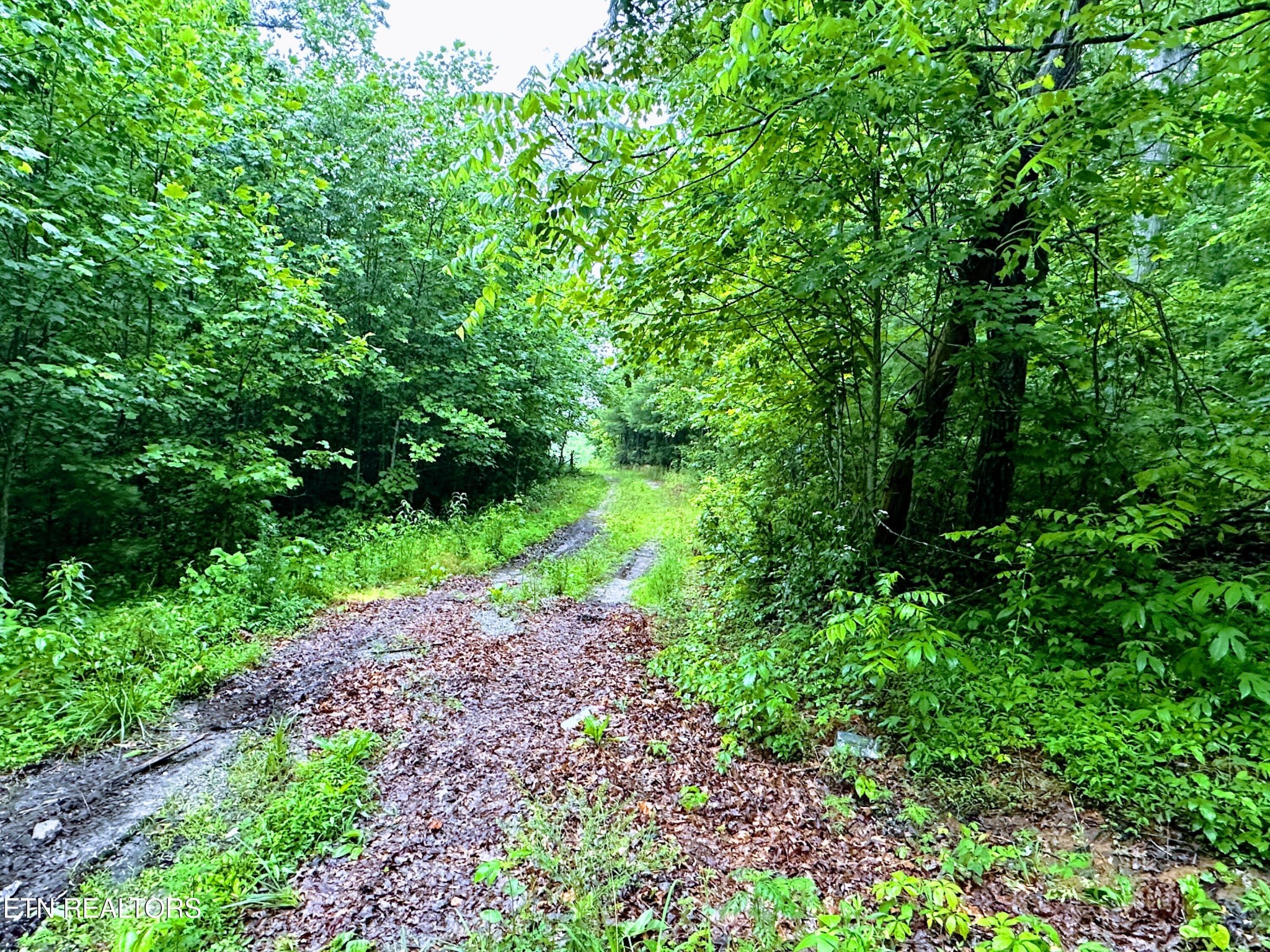1344 Chestnut Ridge Road Allardt, TN 38504 - Photo 7 of 8