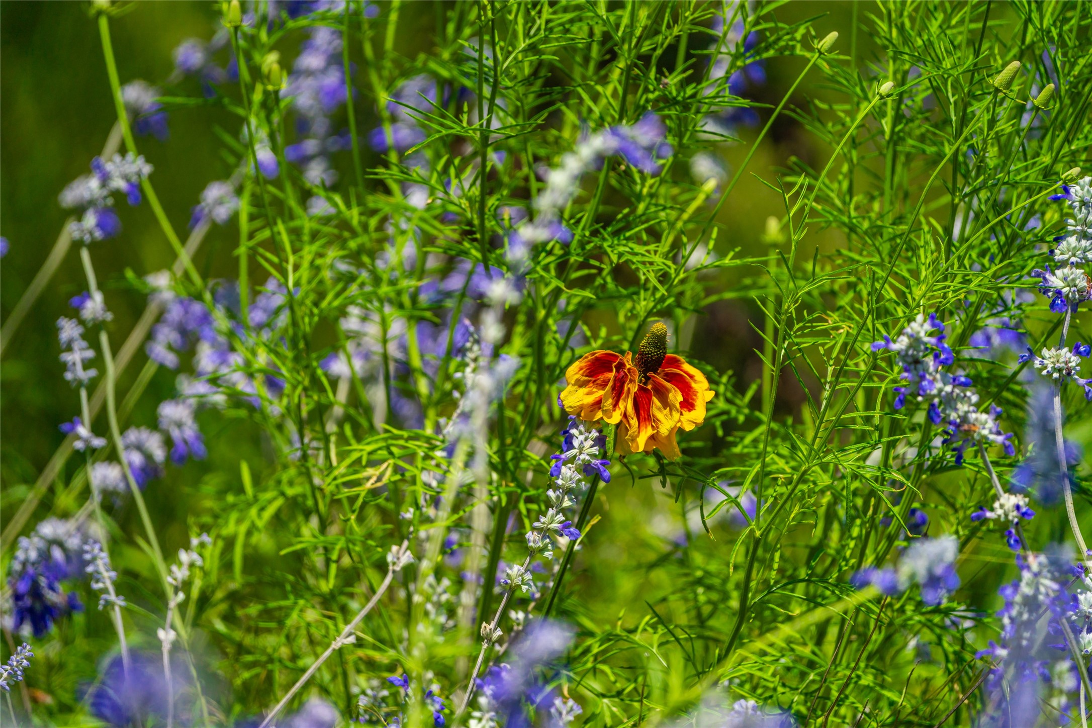 0 Jung Road Harper, TX 78631 - Photo 5 of 17 a backyard of a house
