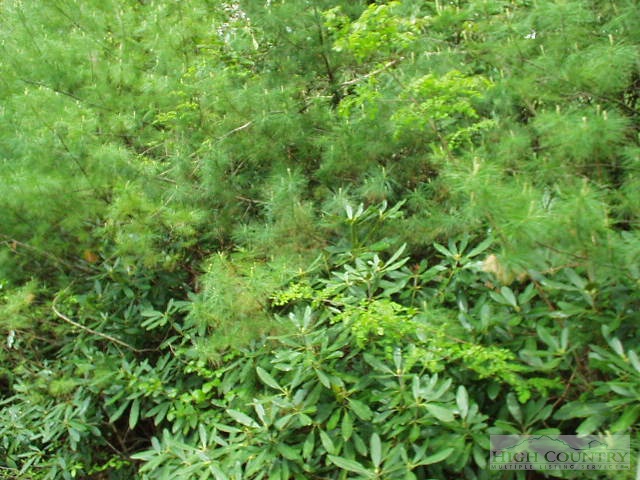 a view of a lush green forest with a tree