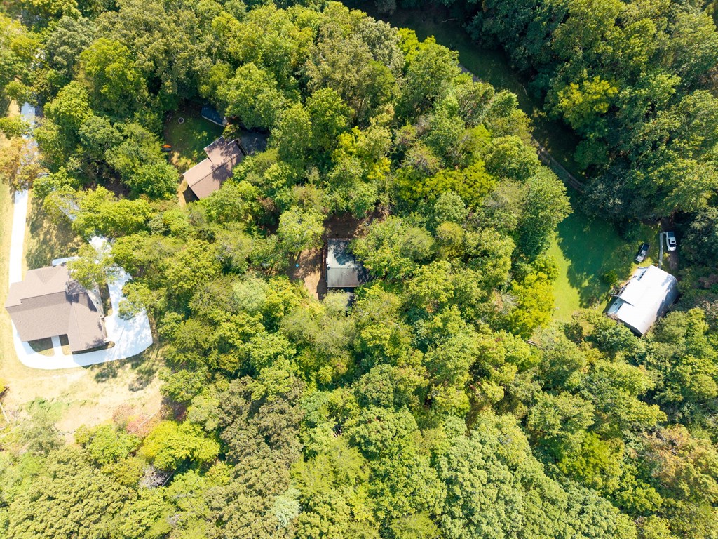 1628 Woods Valley Road Young Harris, GA 30582 - Photo 35 of 36 a close up of a plant in a garden