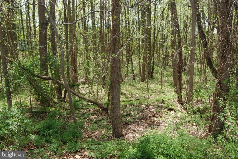 1162 Bacon Ridge Road Crownsville, MD 21032 - Photo 12 of 30 Wooded View / Acreage 2