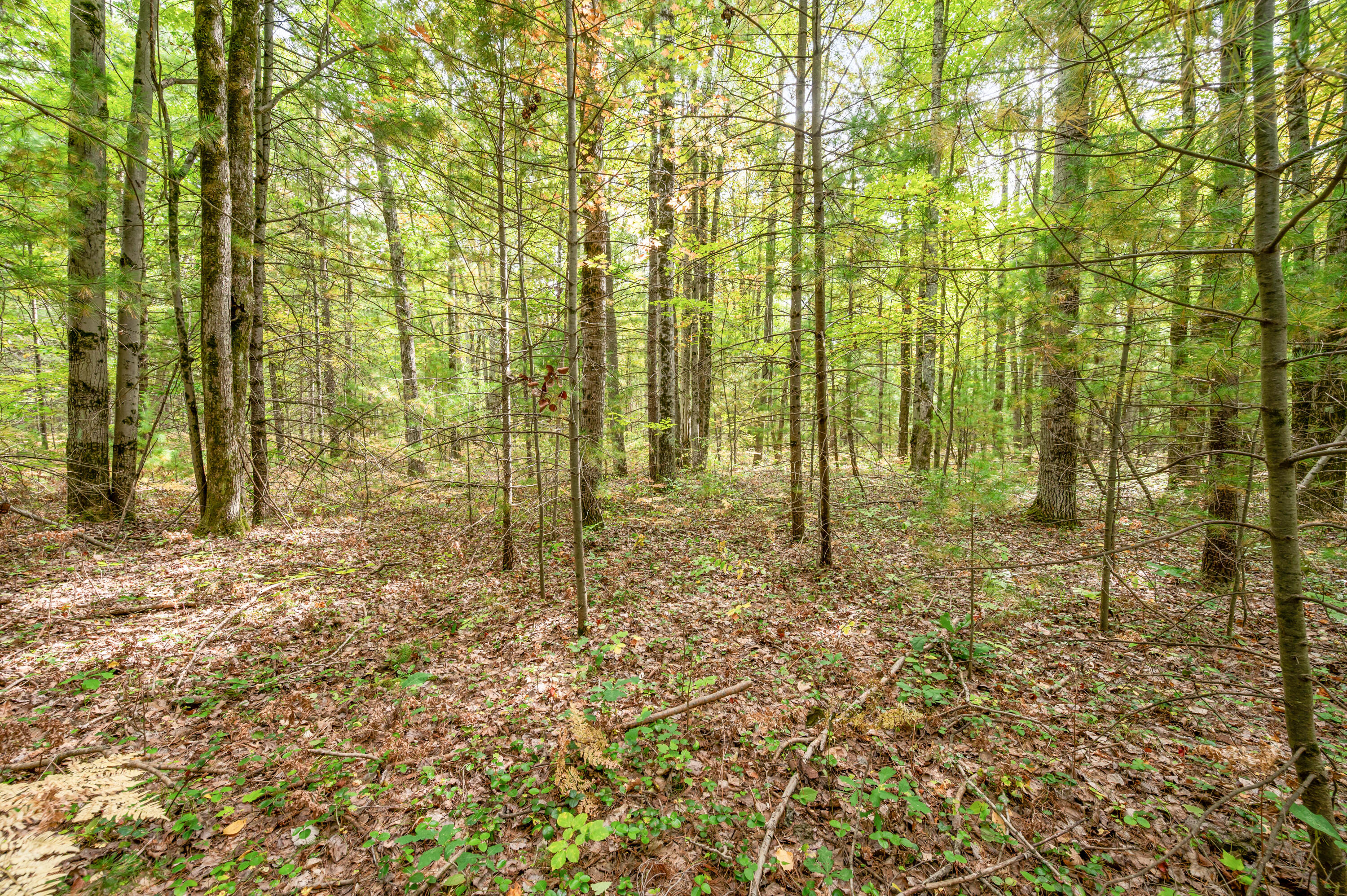 2460 West 12 Mile Road Bitely, MI 49309 - Photo 2 of 11 2460-12MileRd-Bitely-1