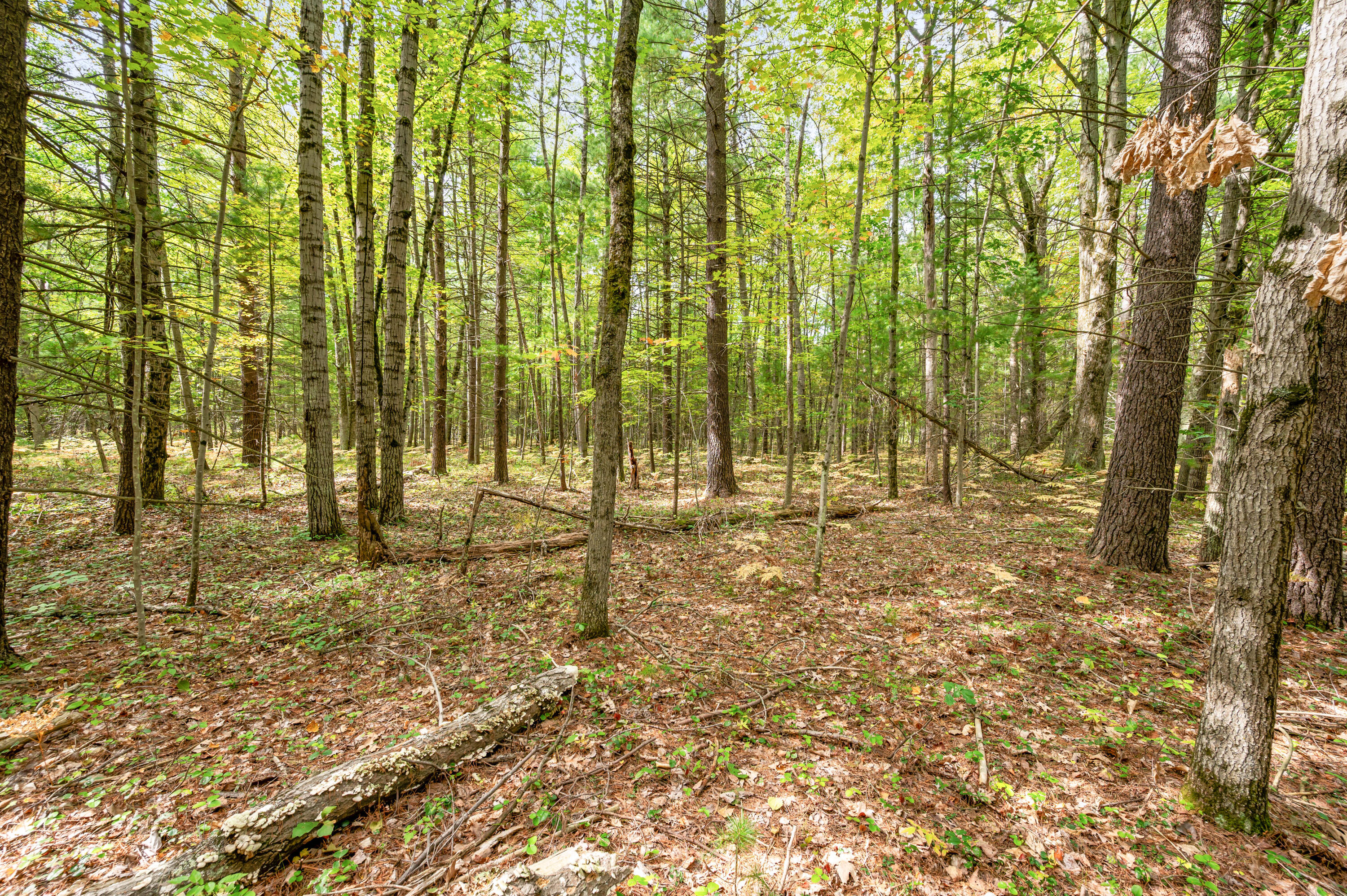 2460 West 12 Mile Road Bitely, MI 49309 - Photo 3 of 11 2460-12MileRd-Bitely-2
