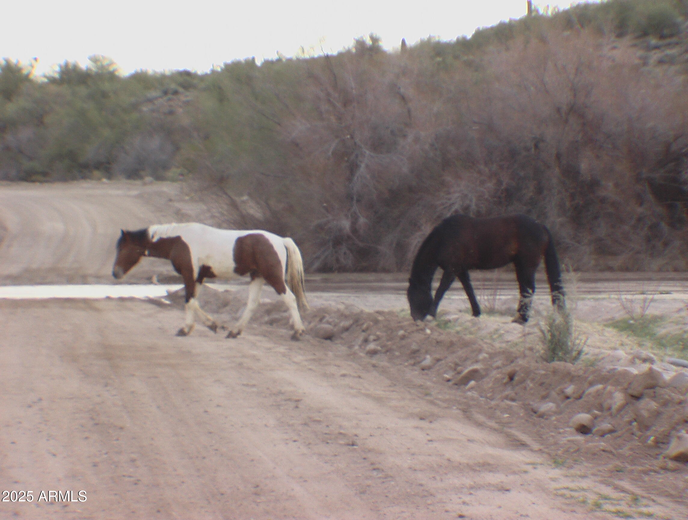 236242 South Signal Road Yucca, AZ 86438 - Photo 4 of 5