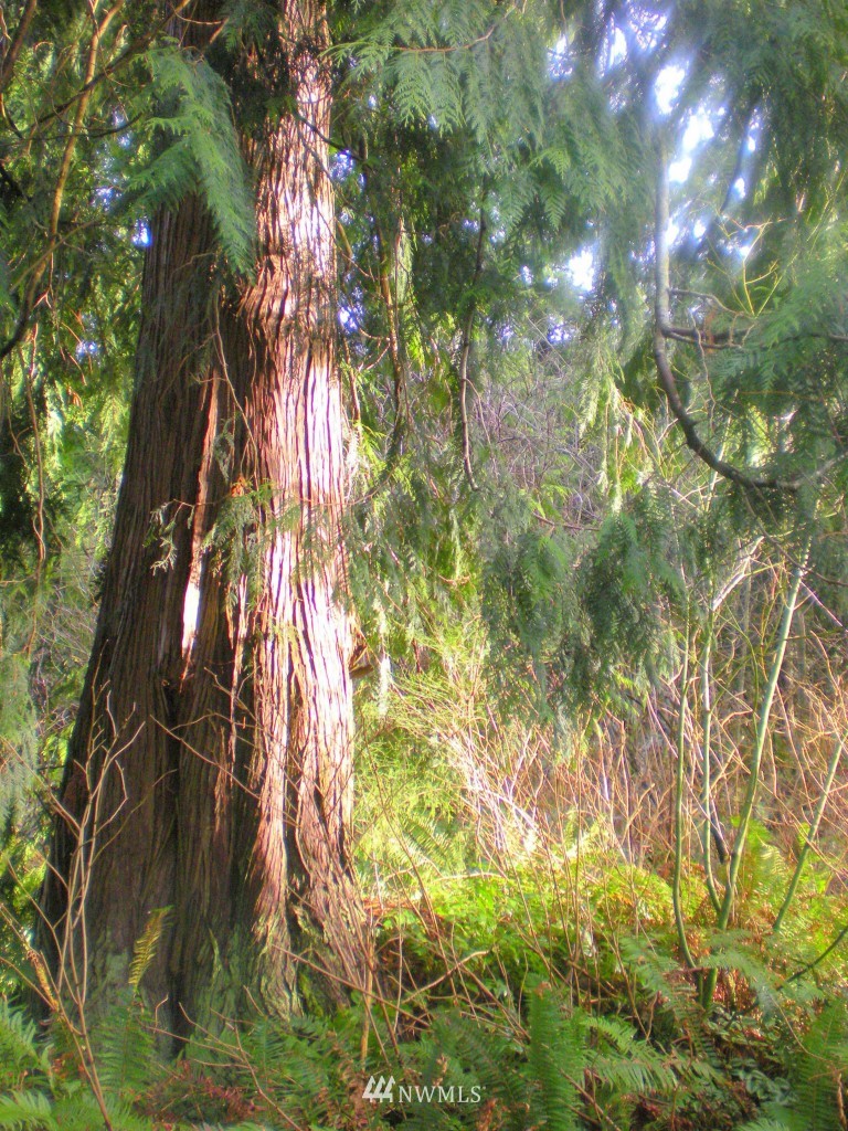 3-lot Manley Road Bellingham, WA 98229 - Photo 8 of 14 Gallery Image 8