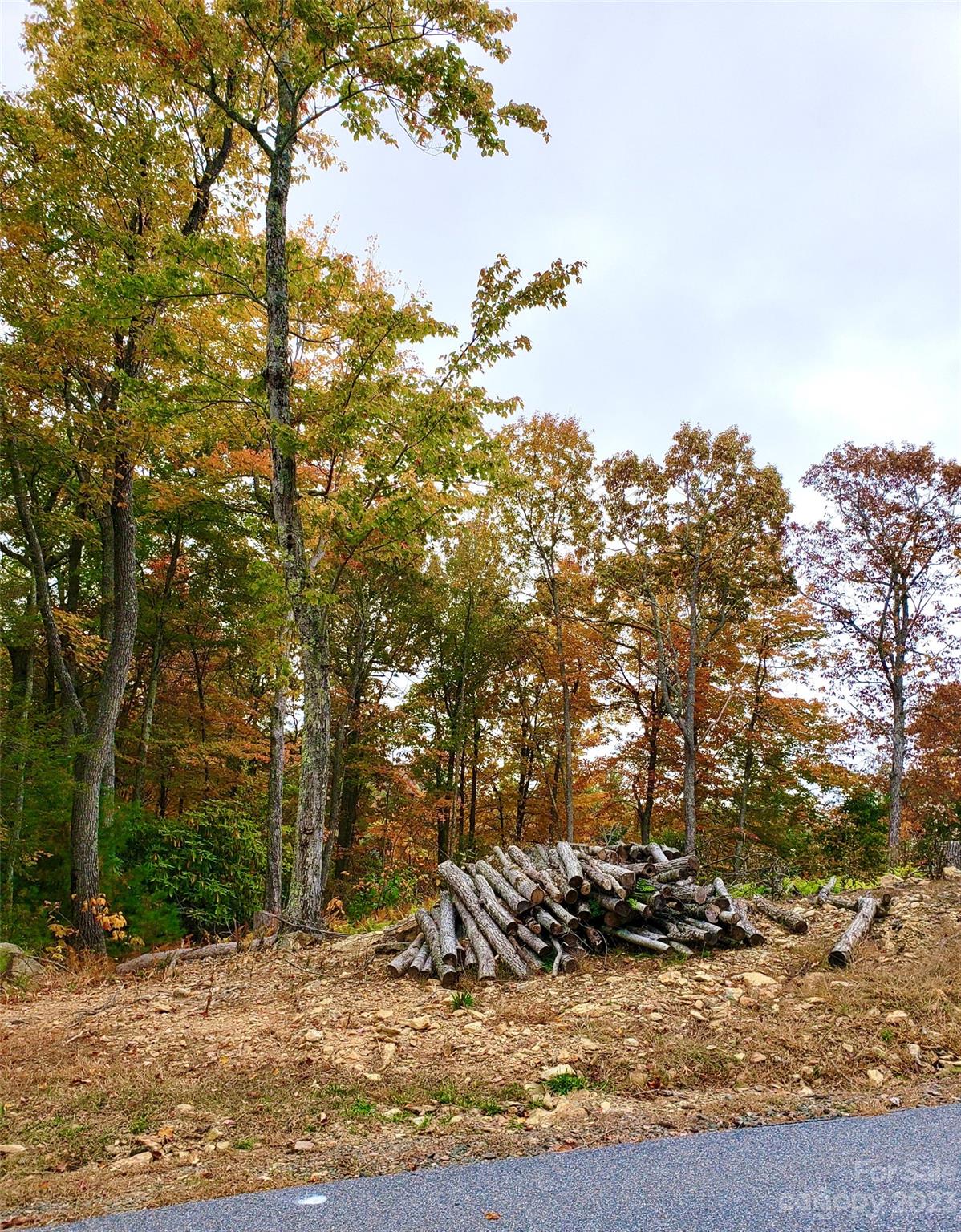 a view of a tree in a yard