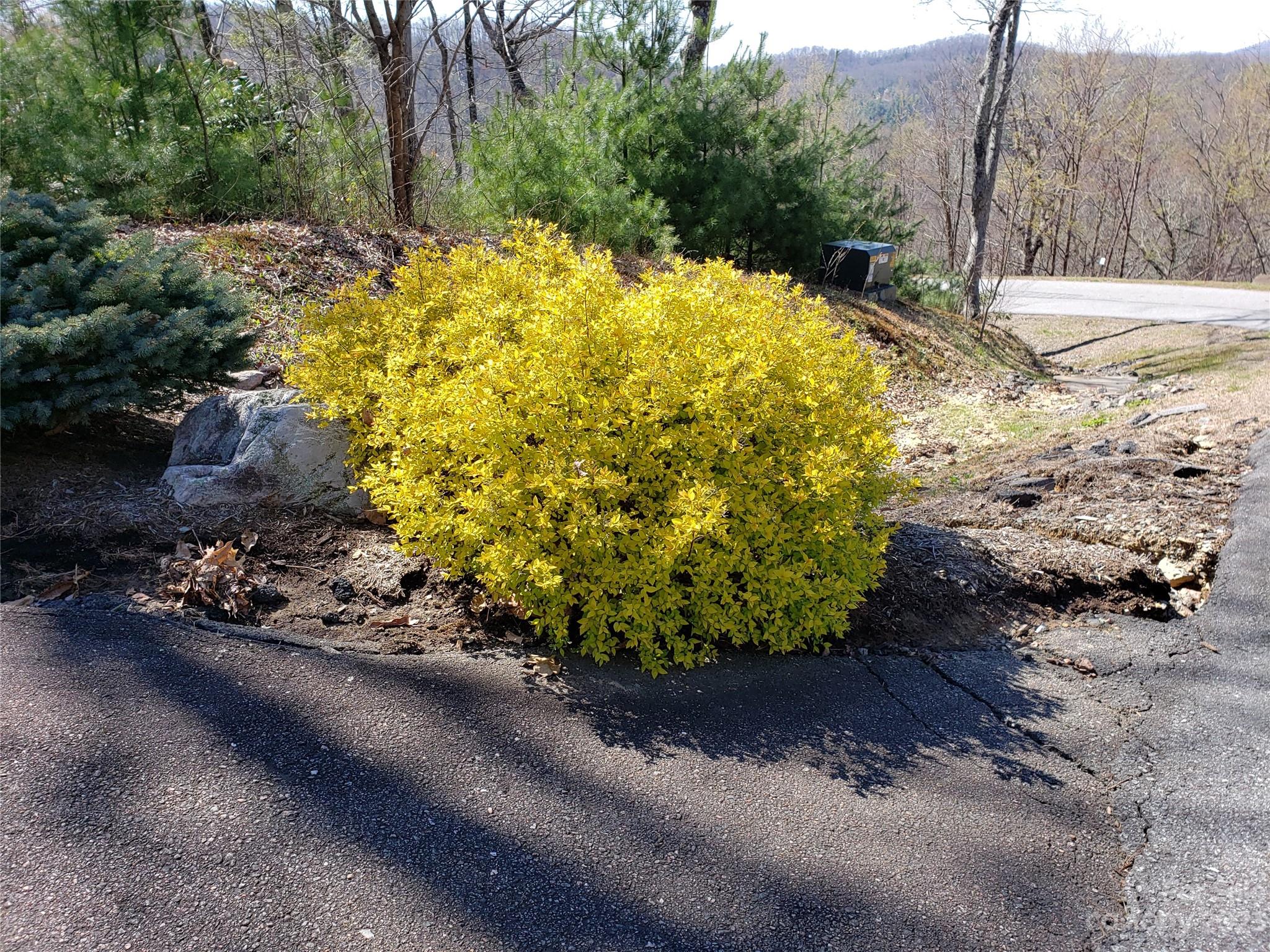 Lot 15 Sunset Ridge Drive, Unit 15 Boone, NC 28607 - Photo 5 of 5 a view of a yard with plants and trees