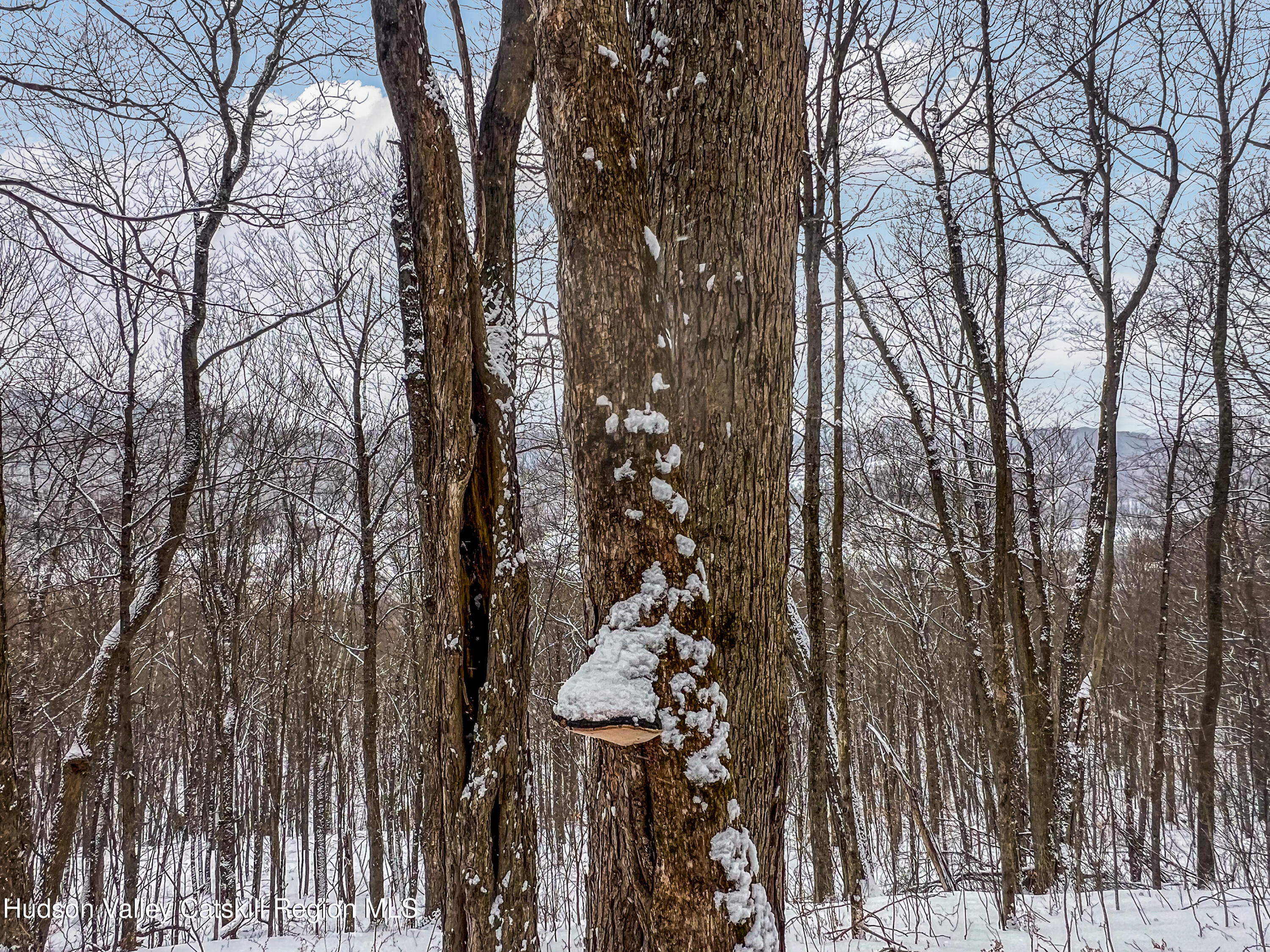 0 Betty Brook Road South Kortright, NY 13842 - Photo 19 of 30 IMG_0603-Edit