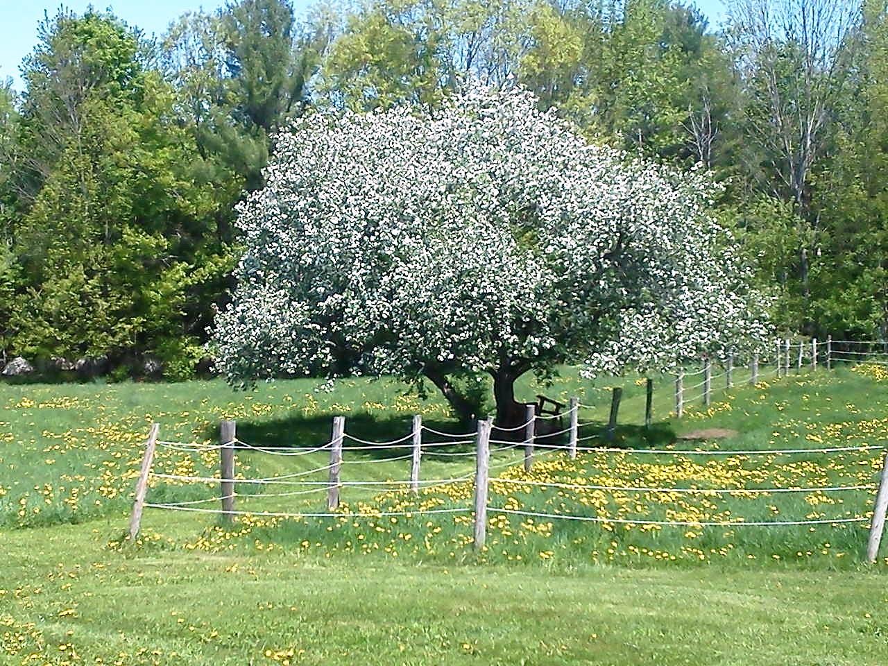 97 McAllister Road Clinton, ME 04927 - Photo 35 of 42 Beautiful Trees