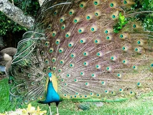 $4,500,000 | 2245 Fisher Island Drive, Unit 3405, Miami Beach, FL 33109