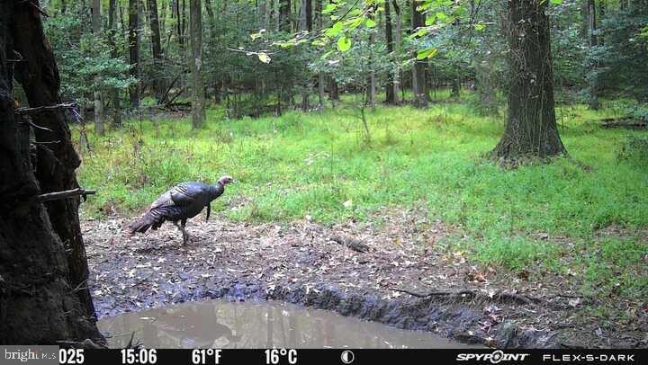 420 Duhamel Corner Road Marydel, MD 21649 - Photo 89 of 93