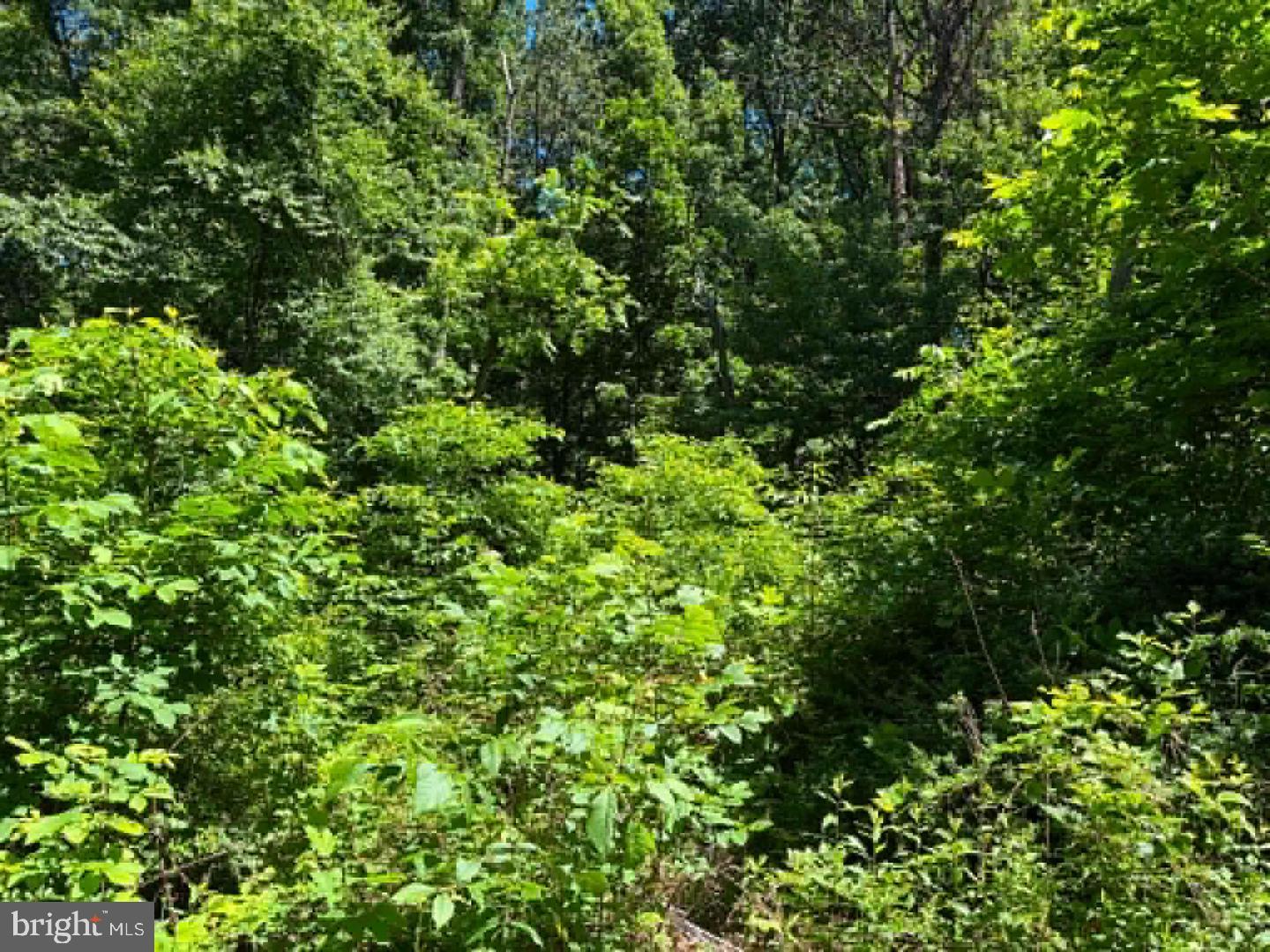 51 Cabin Road Augusta, WV 26704 - Photo 21 of 21 Gallery Image 21
