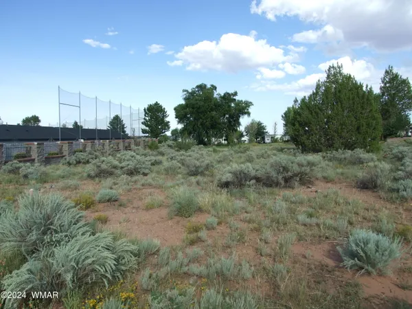 a view of a dry yard with trees