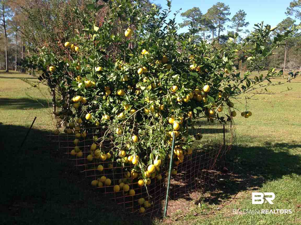 8132 Bay View Drive Foley, AL 36535 - Photo 5 of 50 Loaded lemon tree