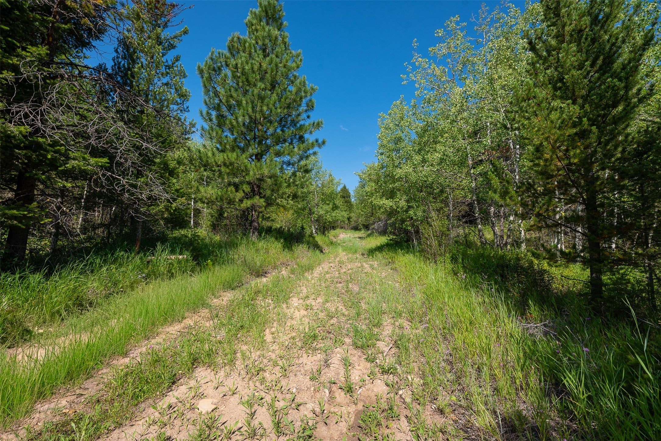 2 2 Bear Springs Road Lincoln, MT 59639 - Photo 5 of 55 Gallery Image 5