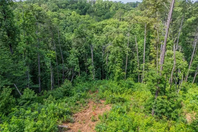 a view of a lush green forest