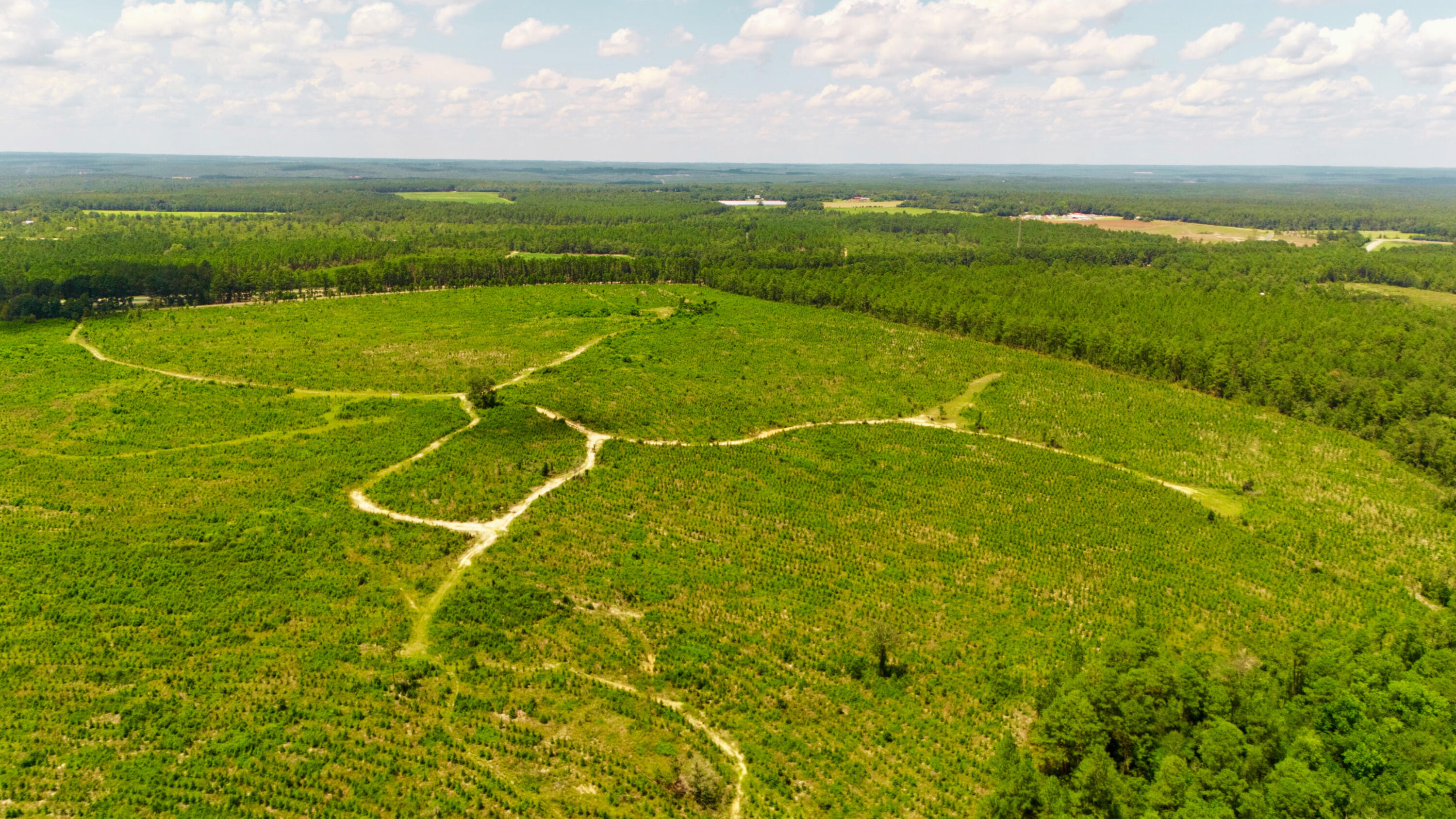 Lot 2 Notch Road Ridge Spring, SC 29129 - Photo 8 of 14