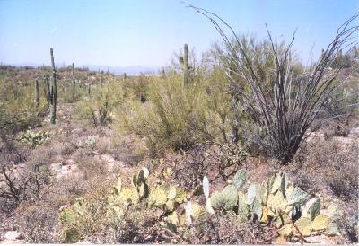 0 East Derrio Road Marana, AZ 85653 - Photo 1 of 6
