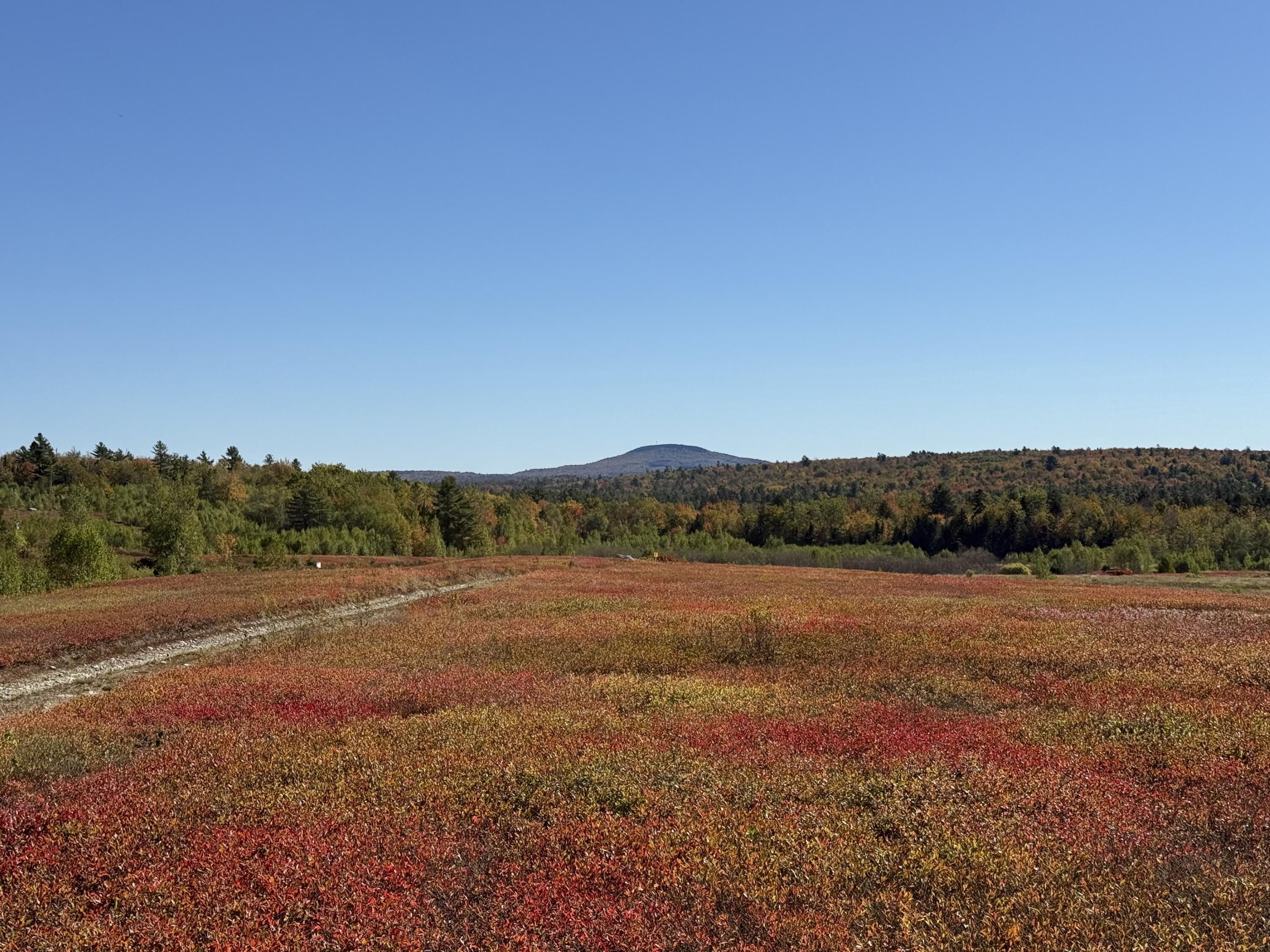 Map19-lot28 Leach Road Penobscot, ME 04476 - Photo 2 of 21 MAP 19 LOT 28